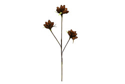  - Porland Kahve Sukulent Dal 80cm 